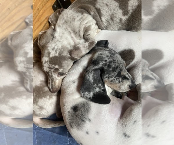 Medium Photo #116 Dachshund Puppy For Sale in LAKEBAY, WA, USA
