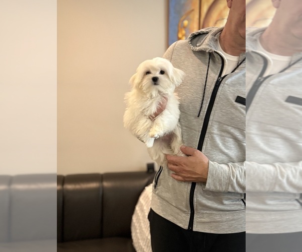 Medium Photo #1 Maltese Puppy For Sale in CHICAGO, IL, USA