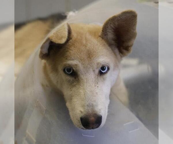 Medium Photo #1 Siberian Husky-Unknown Mix Puppy For Sale in San Antonio, TX, USA