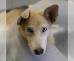 Small Siberian Husky Mix