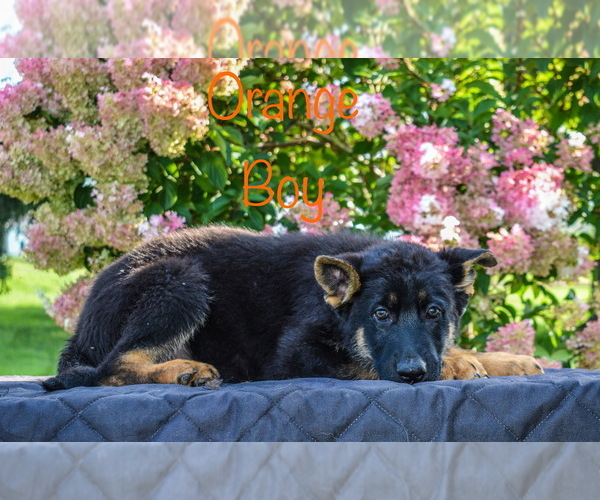 Medium Photo #6 German Shepherd Dog Puppy For Sale in MUNNSVILLE, NY, USA