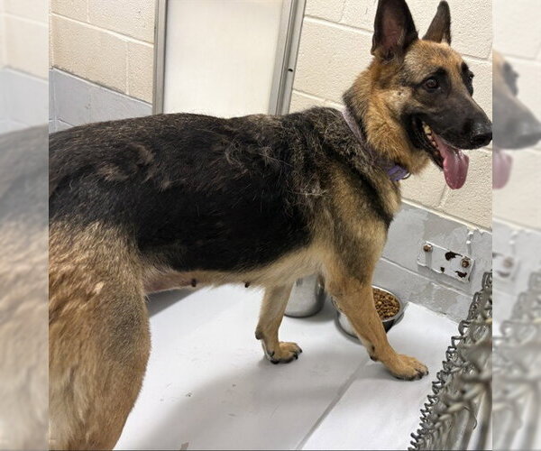 Medium Photo #1 German Shepherd Dog Puppy For Sale in Augusta, GA, USA