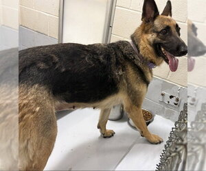 German Shepherd Dog Dogs for adoption in Augusta, GA, USA