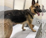Small German Shepherd Dog