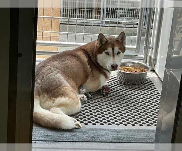 Medium Photo #2 Siberian Husky Puppy For Sale in San Bernardino, CA, USA