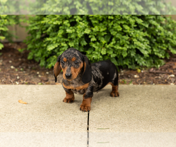 Medium Photo #5 Dachshund Puppy For Sale in BREMEN, IN, USA