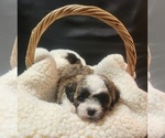 Puppy Puppy 2 Zuchon