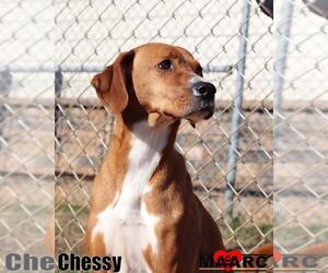 Boxer-Unknown Mix Dogs for adoption in Maryville, TN, USA