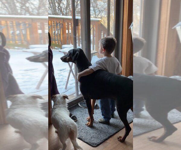 Medium Photo #2 Doberman Pinscher Puppy For Sale in Buffalo, MN, USA