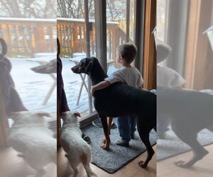 Klaus Foster Needed! - Male Doberman Pinscher Dog for Adoption - Photo #2