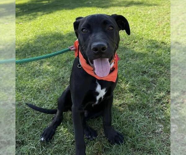 Medium Photo #13 Labrador Retriever-Unknown Mix Puppy For Sale in San Diego, CA, USA