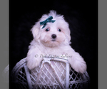 Small #5 Maltese