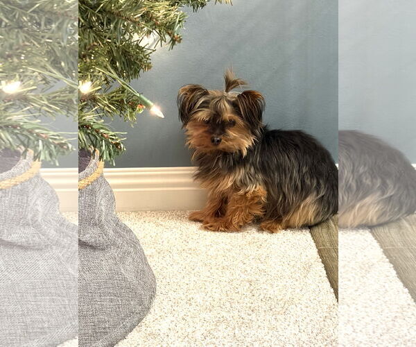 Medium Photo #3 Mutt Puppy For Sale in St. Louis Park, MN, USA