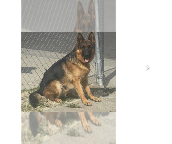 Medium Photo #7 German Shepherd Dog Puppy For Sale in MERCED, CA, USA