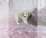 Small Photo #16 Aussie-Poo-Goldendoodle Mix Puppy For Sale in COMMERCE, MI, USA