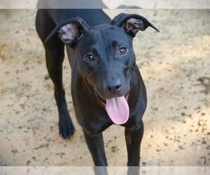 Staffordshire Bull Terrier-Unknown Mix Dogs for adoption in Tallahassee, FL, USA