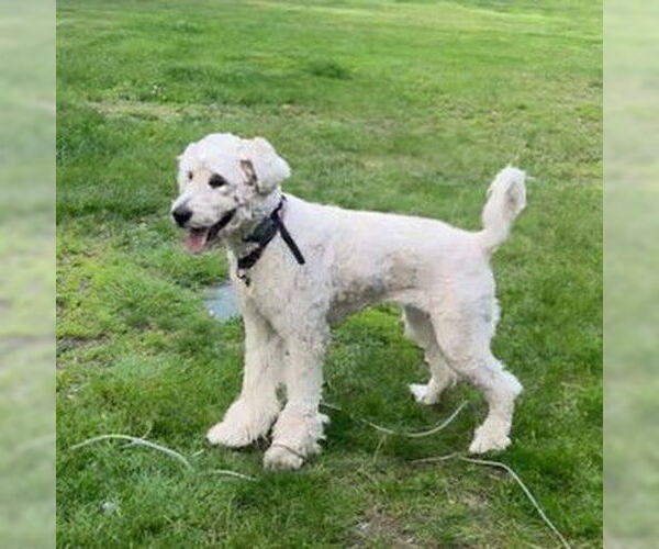 Medium Photo #1 Pyredoodle Puppy For Sale in Vail, AZ, USA