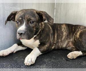 American Staffordshire Terrier-Unknown Mix Dogs for adoption in San Antonio, TX, USA