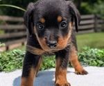 Small #4 Rottweiler