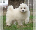 Small Photo #19 Samoyed Puppy For Sale in BAXTER, TN, USA