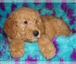 Small #1 Miniature Labradoodle