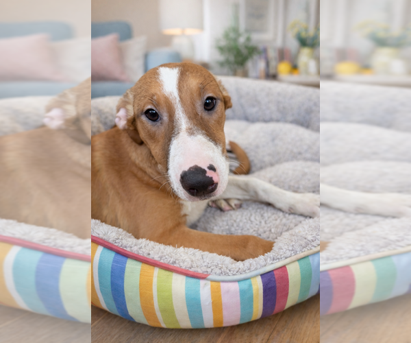 Medium Photo #3 Labrador Retriever Puppy For Sale in San Diego, CA, USA