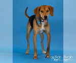 Small #3 Coonhound Mix