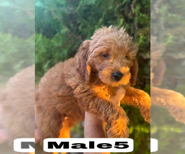 Medium Photo #35 Goldendoodle (Miniature) Puppy For Sale in BAKERSFIELD, CA, USA