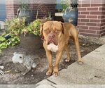 Small Photo #3 Boxer-Dogue de Bordeaux Mix Puppy For Sale in  Katy, TX, USA