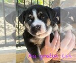 Small Photo #1 Australian Shepherd-Bulldog Mix Puppy For Sale in Mission Viejo, CA, USA