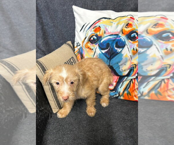 Medium Photo #1 Chihuahua-Unknown Mix Puppy For Sale in Ellijay, GA, USA