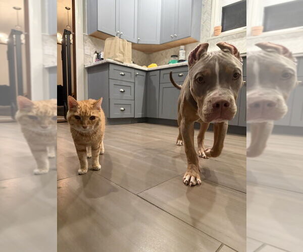 Medium Photo #3 Mutt Puppy For Sale in Pacifica, CA, USA