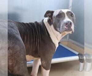 Mutt Dogs for adoption in San Antonio, TX, USA