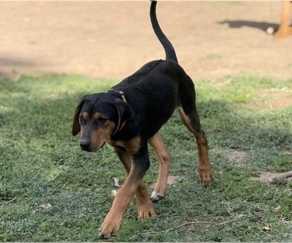 Medium Photo #10 Labrador Retriever-Rhodesian Ridgeback Mix Puppy For Sale in FRESNO, CA, USA