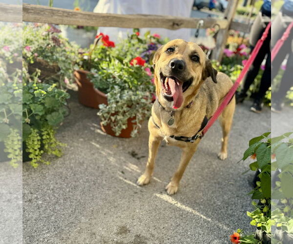 Medium Photo #3 German Shepherd Dog-Unknown Mix Puppy For Sale in Williamsburg, IA, USA