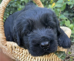 Puppy Marva Black Russian Terrier