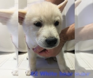 American Eskimo Dog-German Shepherd Dog Mix Puppy for sale in AURORA, CO, USA