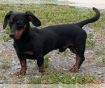 Small #1 Dachshund