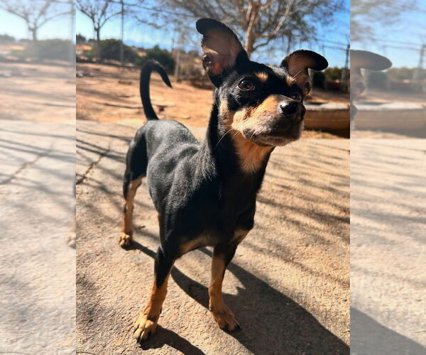 Medium Photo #1 Miniature Pinscher Puppy For Sale in Apple Valley, CA, USA
