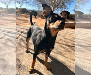 Miniature Pinscher Dogs for adoption in Apple Valley, CA, USA