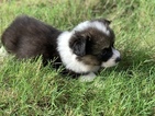 Small Photo #2 Pembroke Welsh Corgi Puppy For Sale in CASTROVILLE, TX, USA