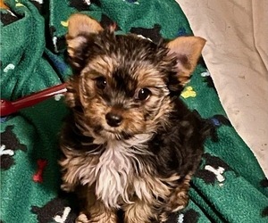 Yorkshire Terrier Puppy for Sale in MADEIRA BEACH, Florida USA