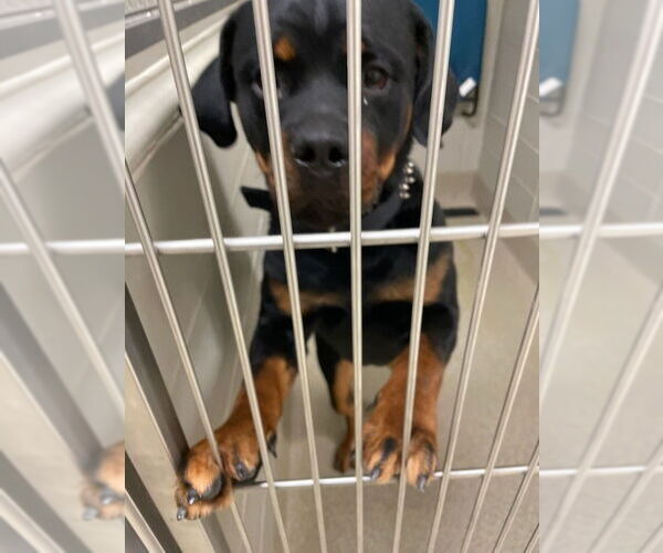 Medium Photo #2 Rottweiler-Unknown Mix Puppy For Sale in Virginia Beach, VA, USA