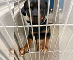 Small #1 Rottweiler Mix