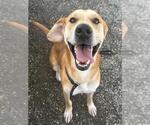 Small #1 Australian Retriever