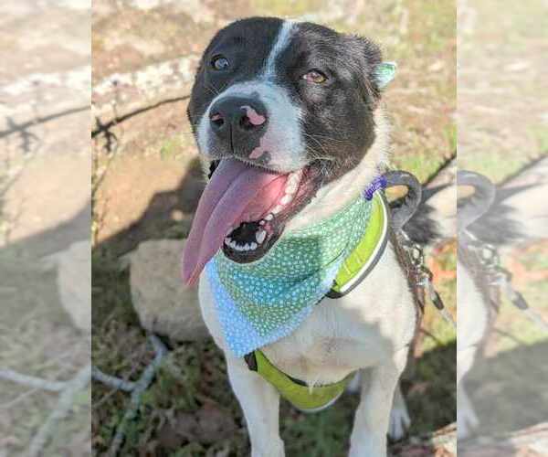 Medium Photo #3 Border Collie-Unknown Mix Puppy For Sale in Anniston, AL, USA