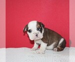 Small Photo #3 Bulldog Puppy For Sale in HIALEAH, FL, USA
