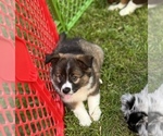 Small Photo #45 Australian Shepherd-Miniature Australian Shepherd Mix Puppy For Sale in PETERSBURG, IL, USA