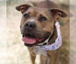 Small #1 American Staffordshire Terrier Mix