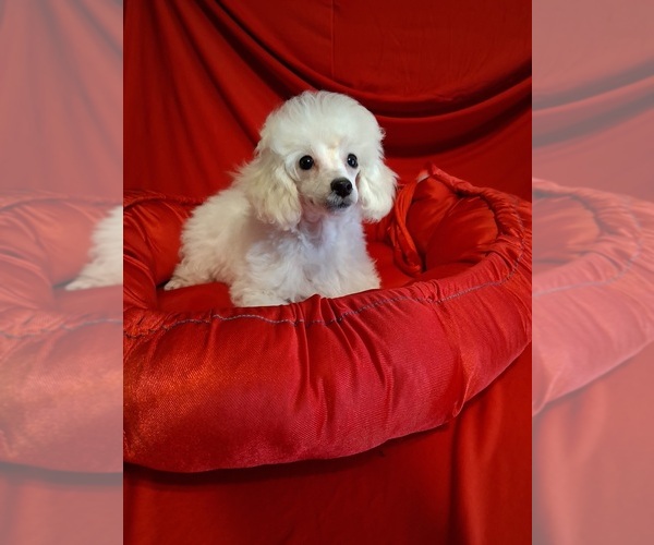 Medium Photo #2 Poodle (Toy) Puppy For Sale in NASHVILLE, GA, USA